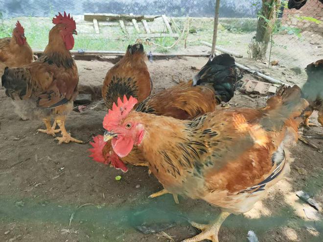 今日正月十八除了不吃鸡肉别忘做这4件大事蛇年财源滚滚来(图3)